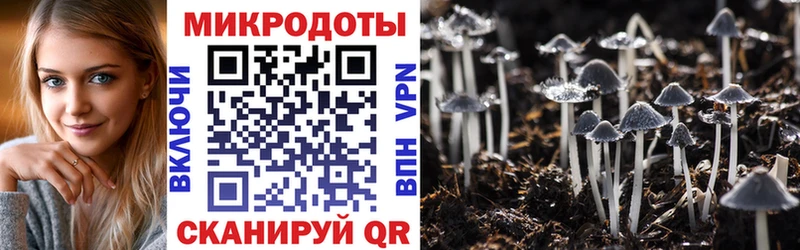 omg как войти  Кудрово  Галлюциногенные грибы Psilocybine cubensis 